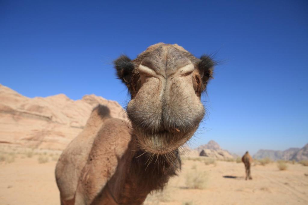 Bedouin Expedition Wadi Rum Eksteriør bilde