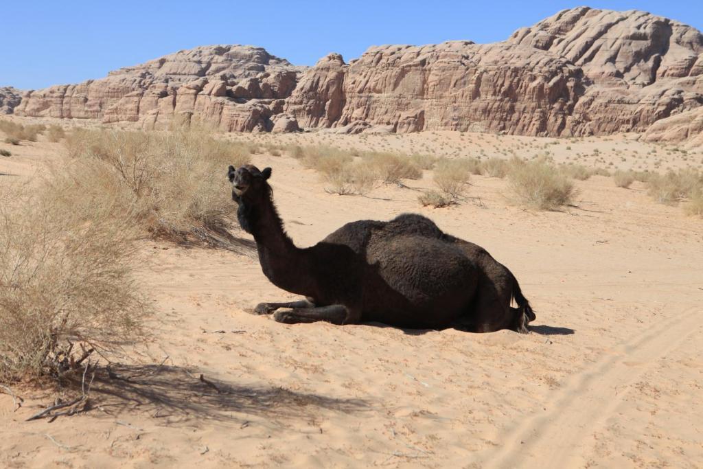 Bedouin Expedition Wadi Rum Eksteriør bilde